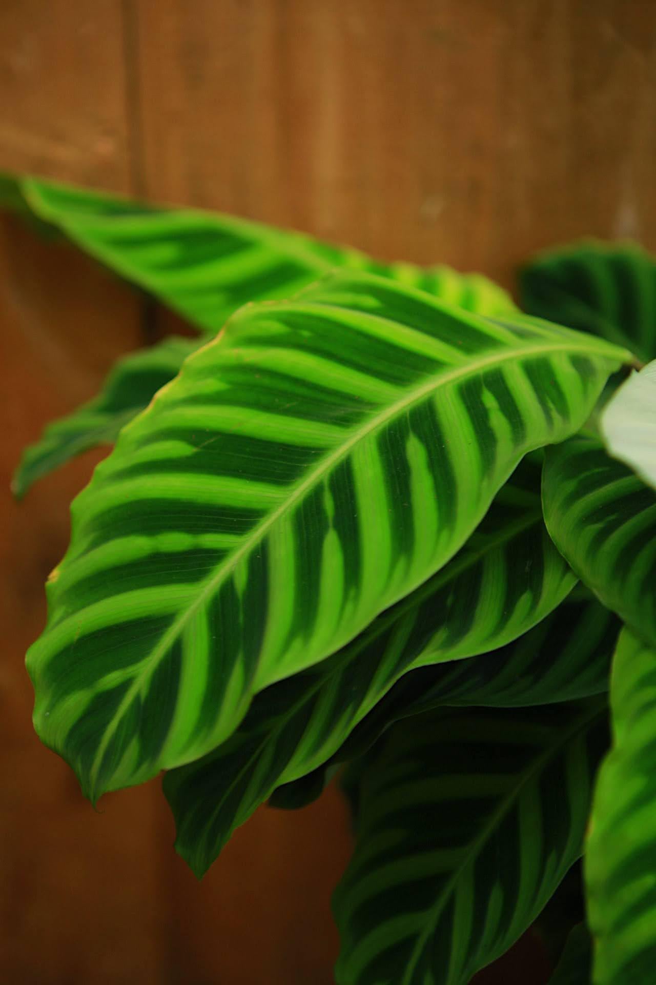 Zebra Calathea