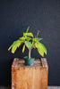 Frangipani