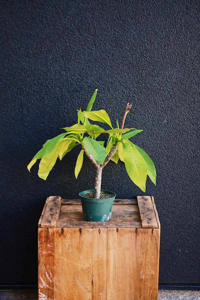 Frangipani