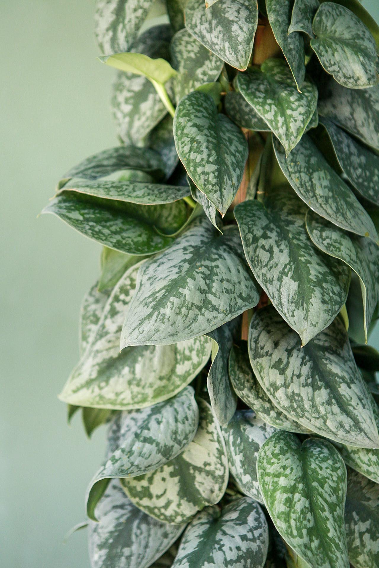 Scindapsus 'Silver Satin'