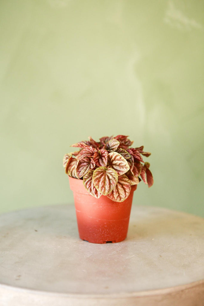Peperomia 'Quito'