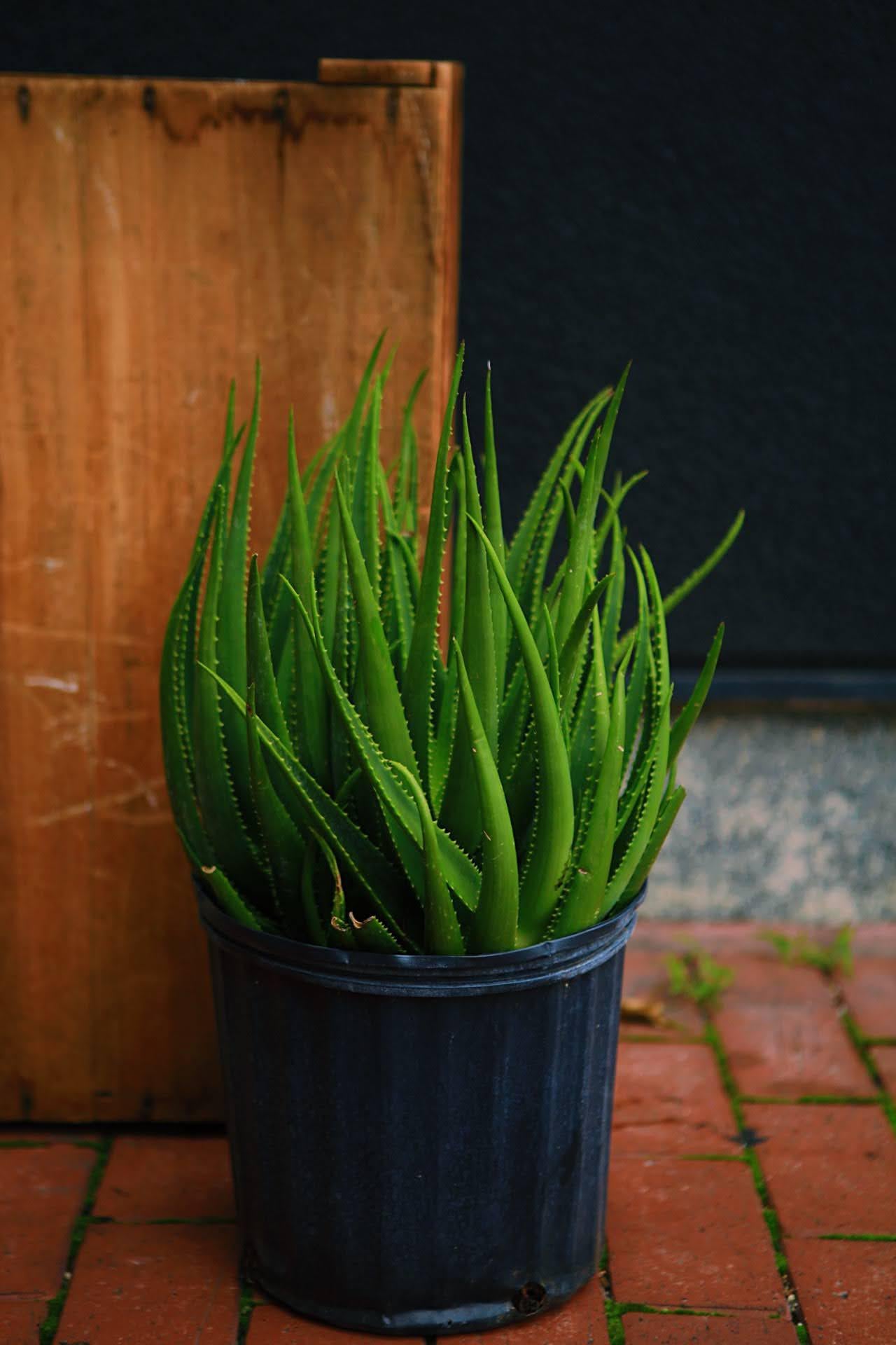 Aloe 'Safari Rose'
