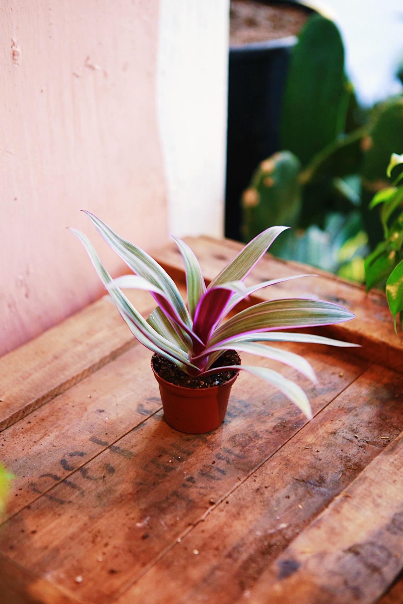 Oyster Plant