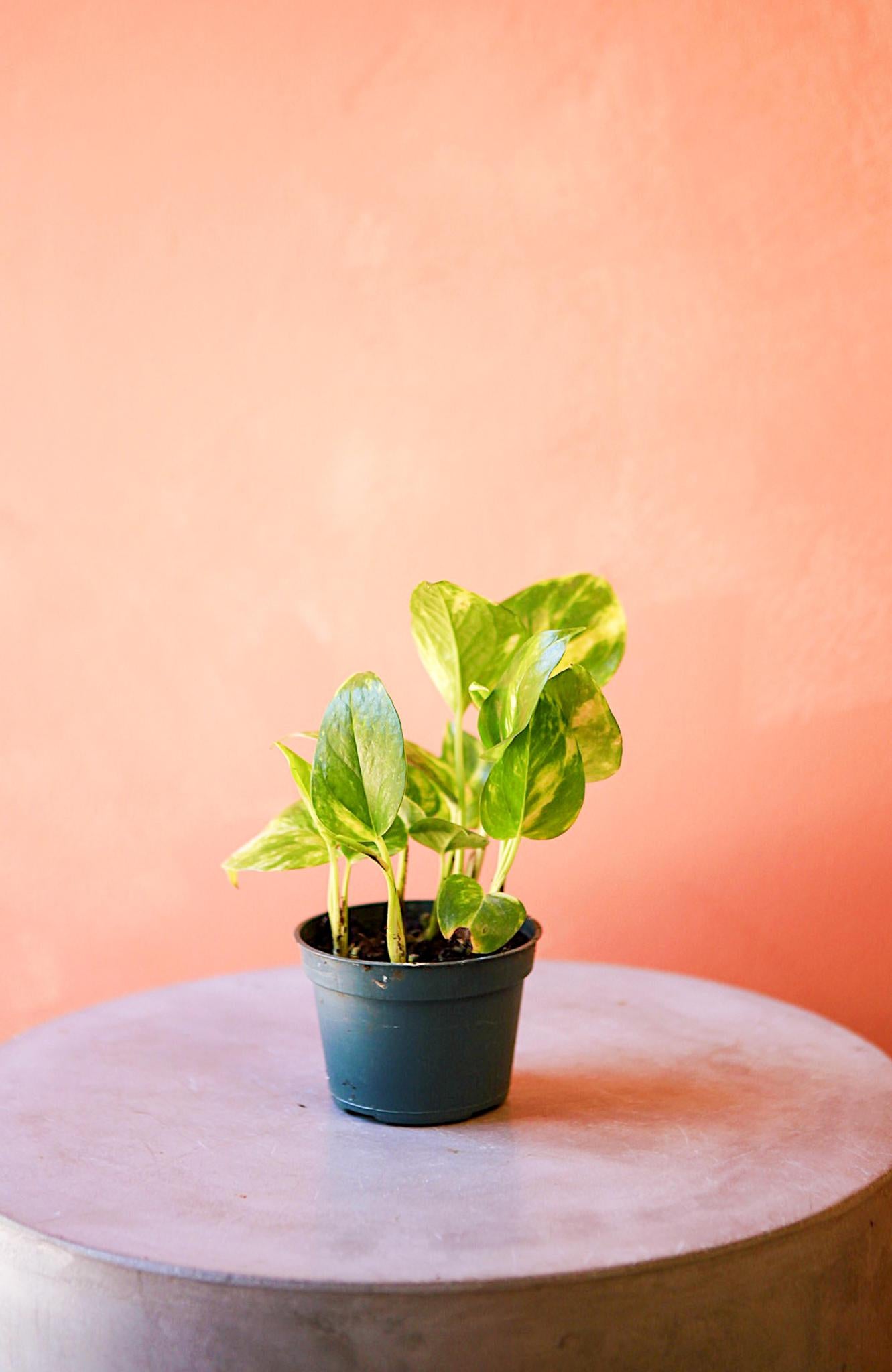 Golden Pothos