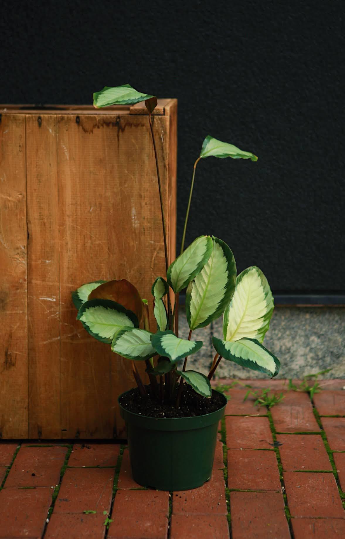 Silver Variegated Calathea