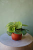 Scindapsus 'Green Satin'
