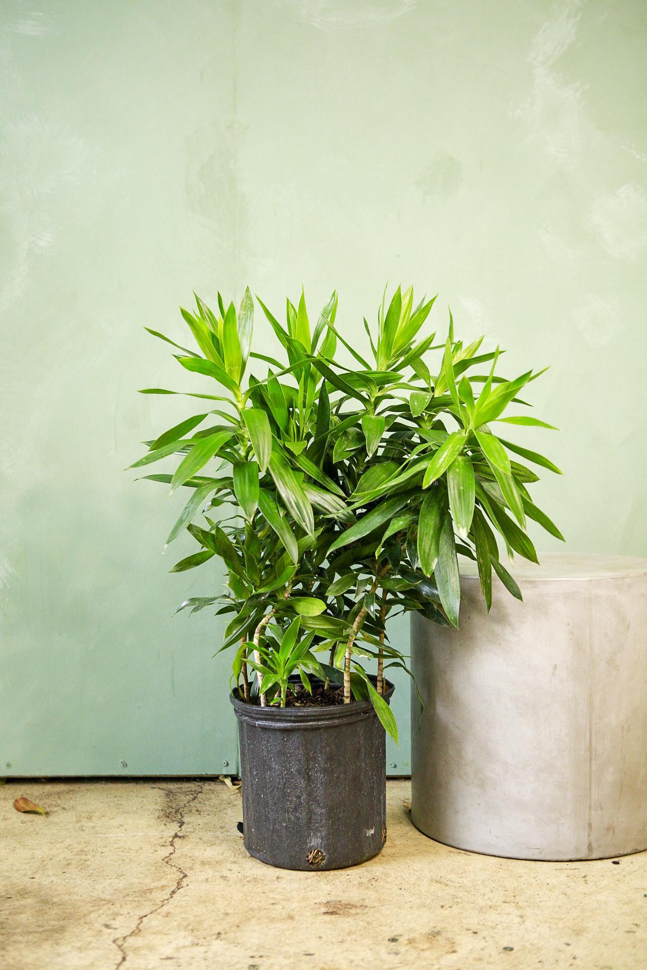 Dracaena 'Anita'