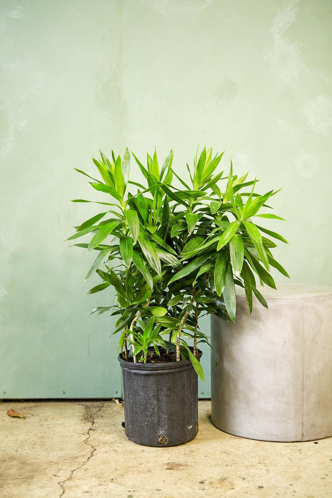 Dracaena 'Anita'