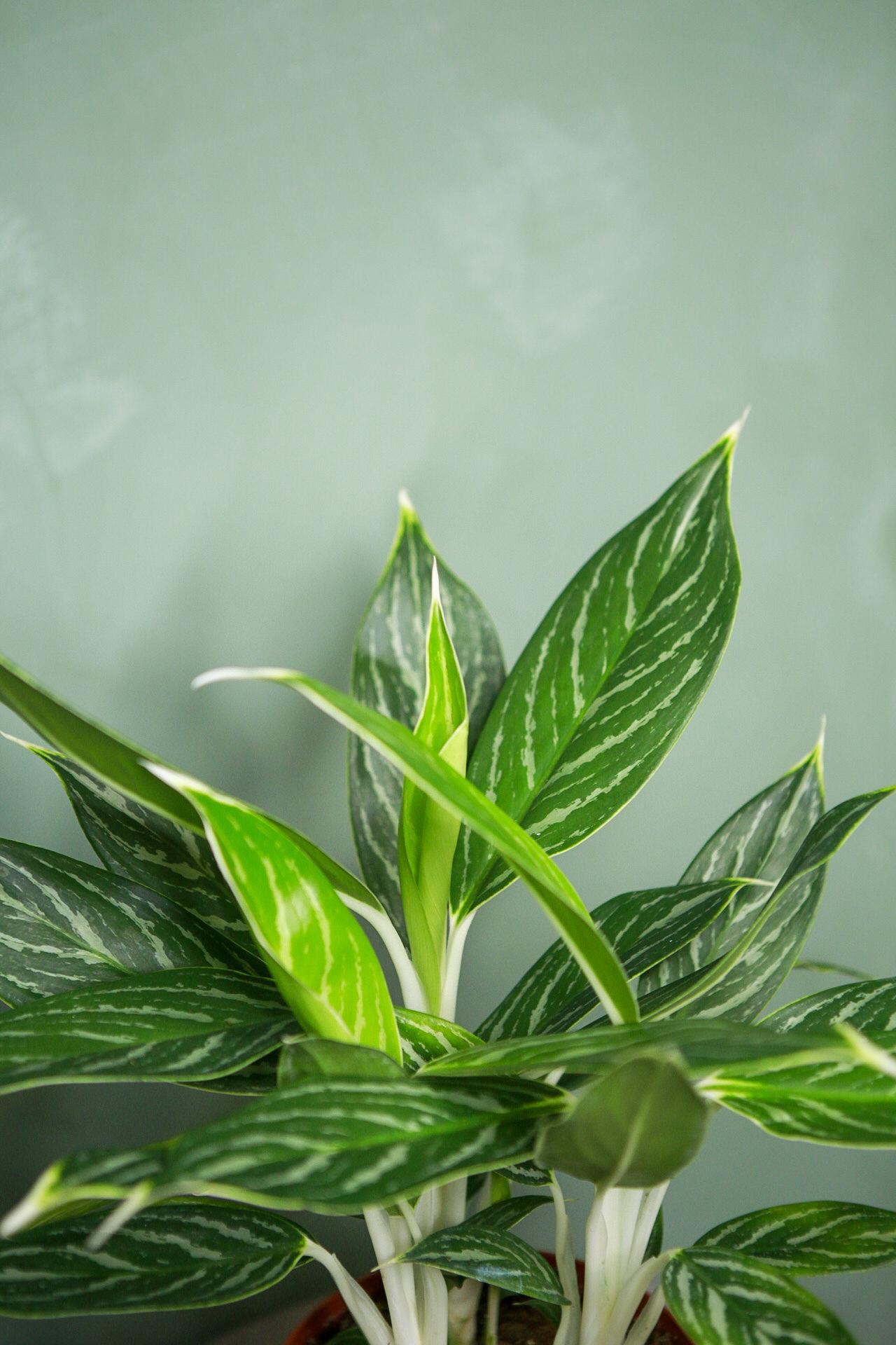 Aglaonema 'Snow White'