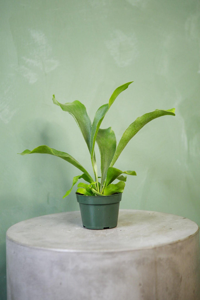 Staghorn Fern