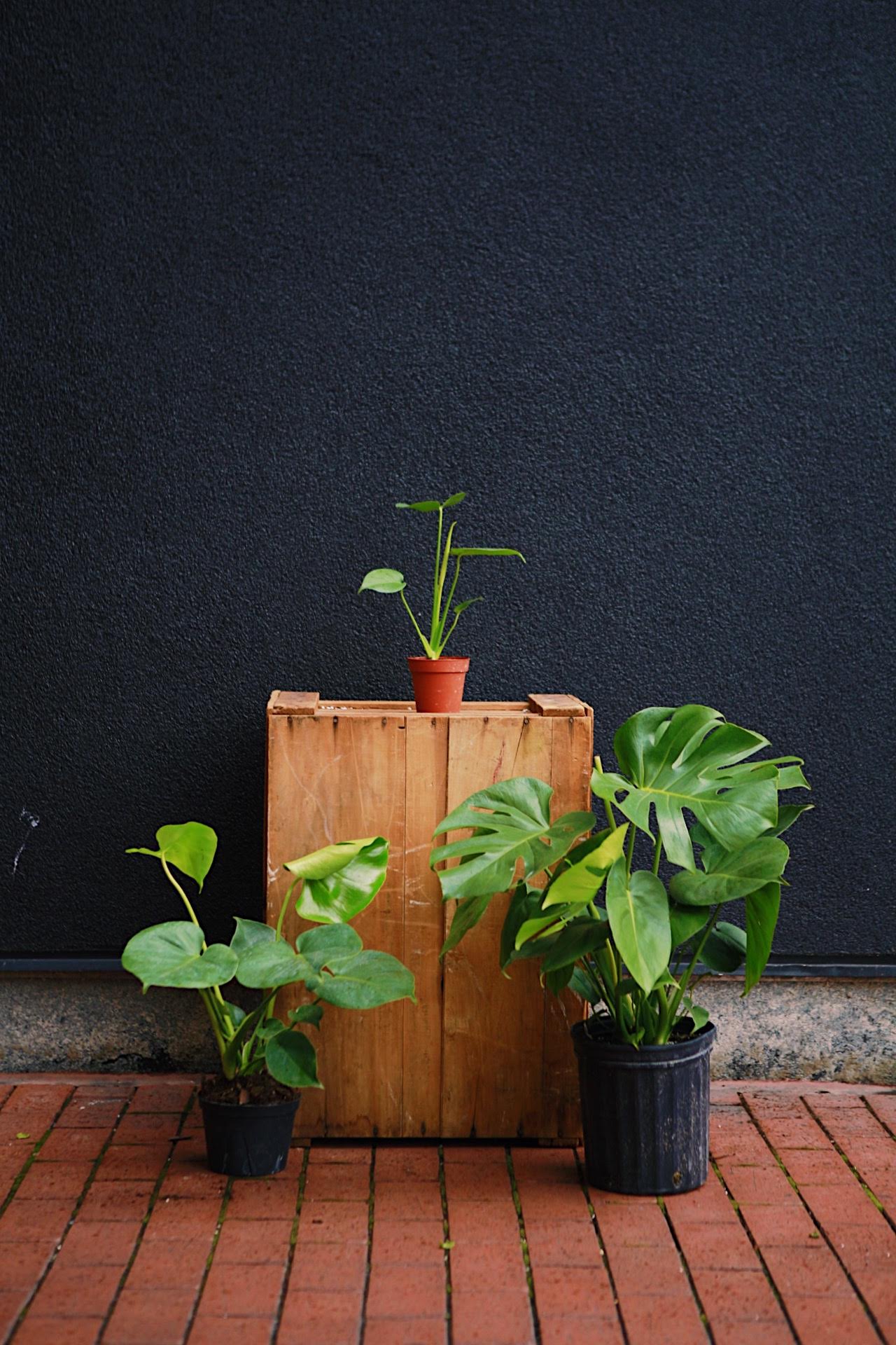 Monstera deliciosa