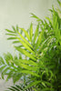 Neanthe Bella Palm