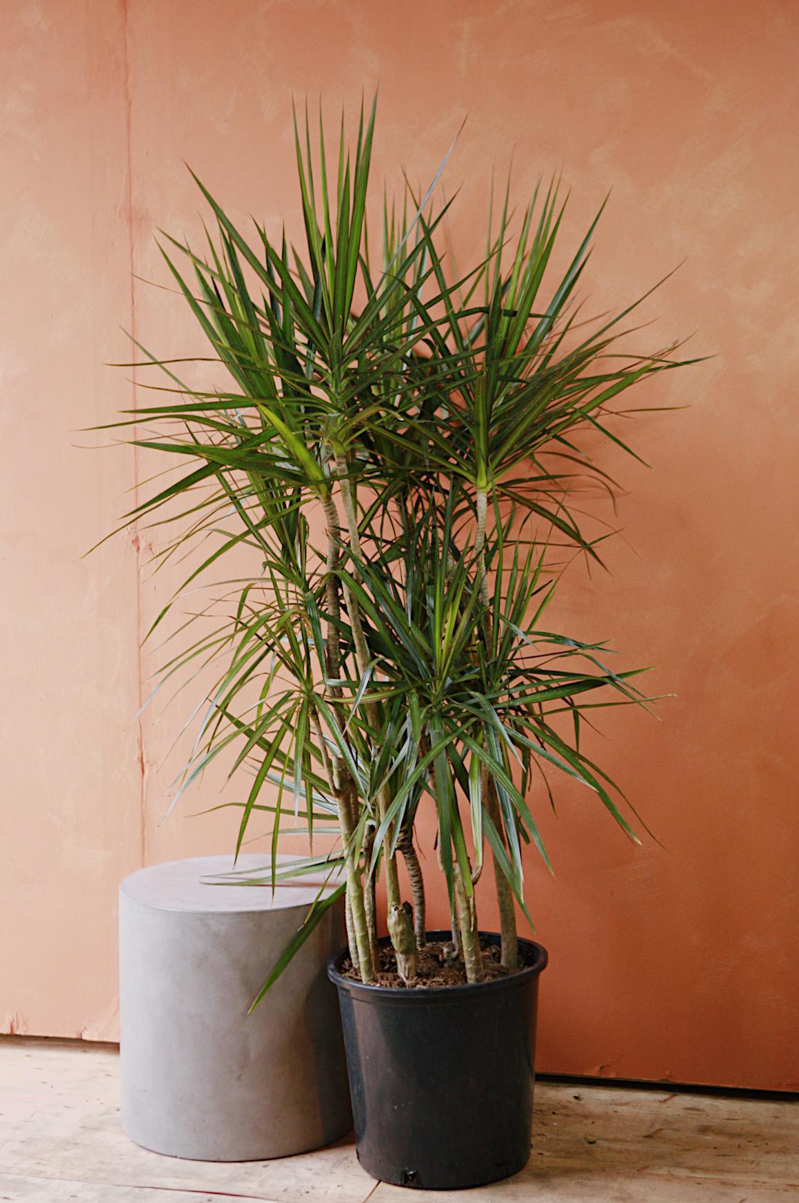 Dracaena 'Candelabra'