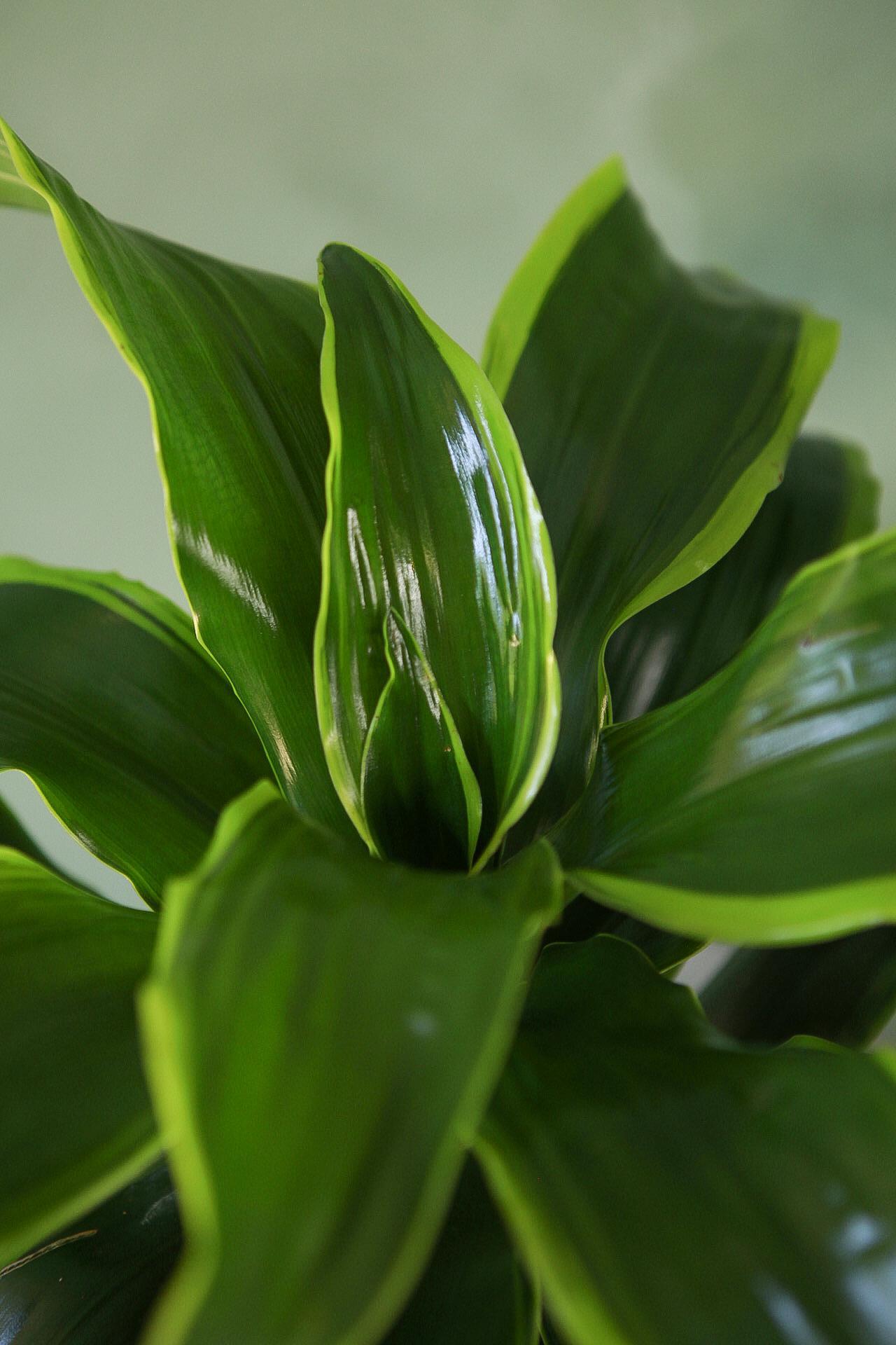 Dracaena 'Dorado'