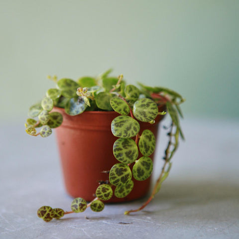 String of Turtles