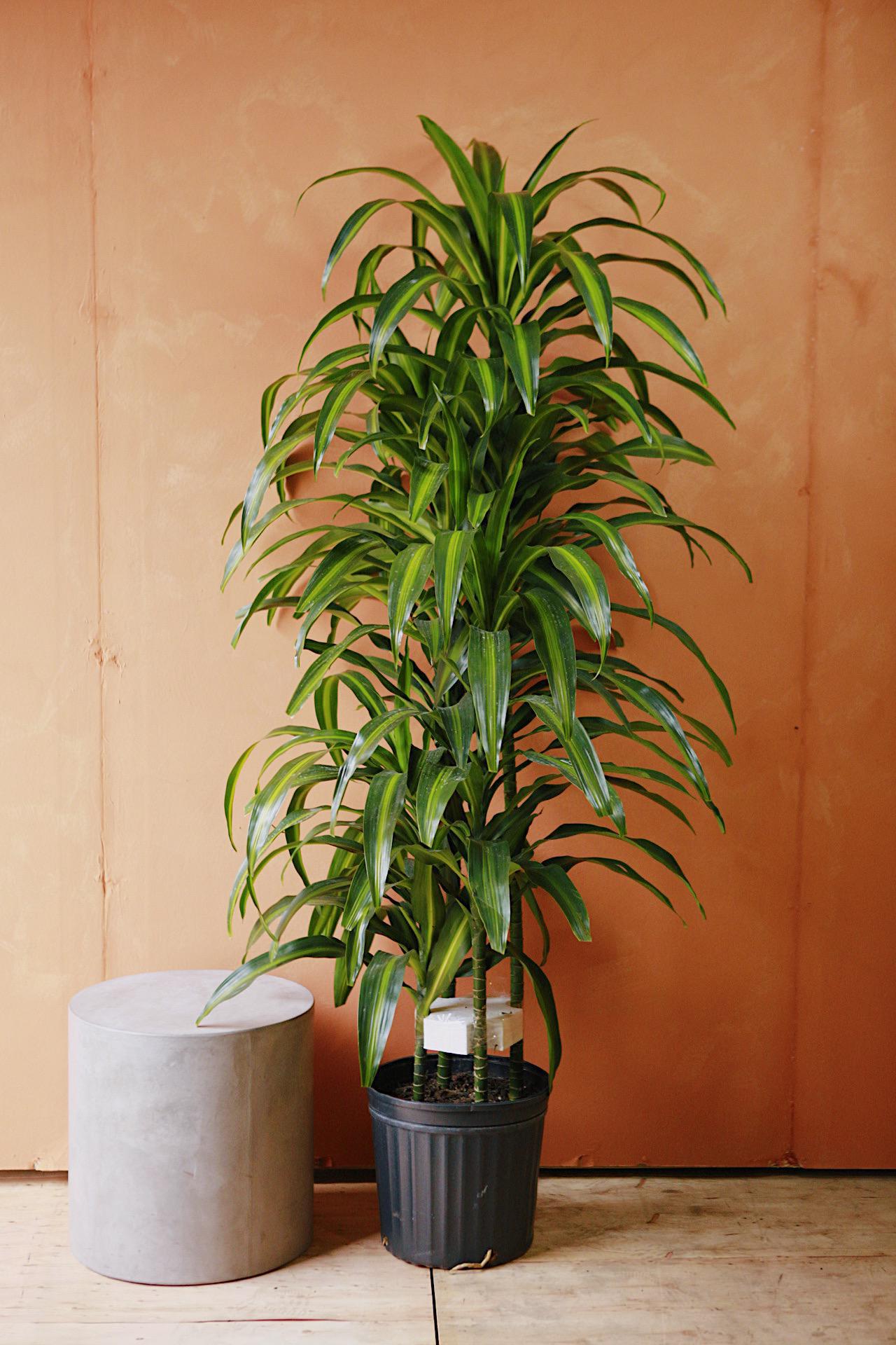 Dracaena 'Hawaiian Sunshine'