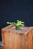 Fernleaf Cactus