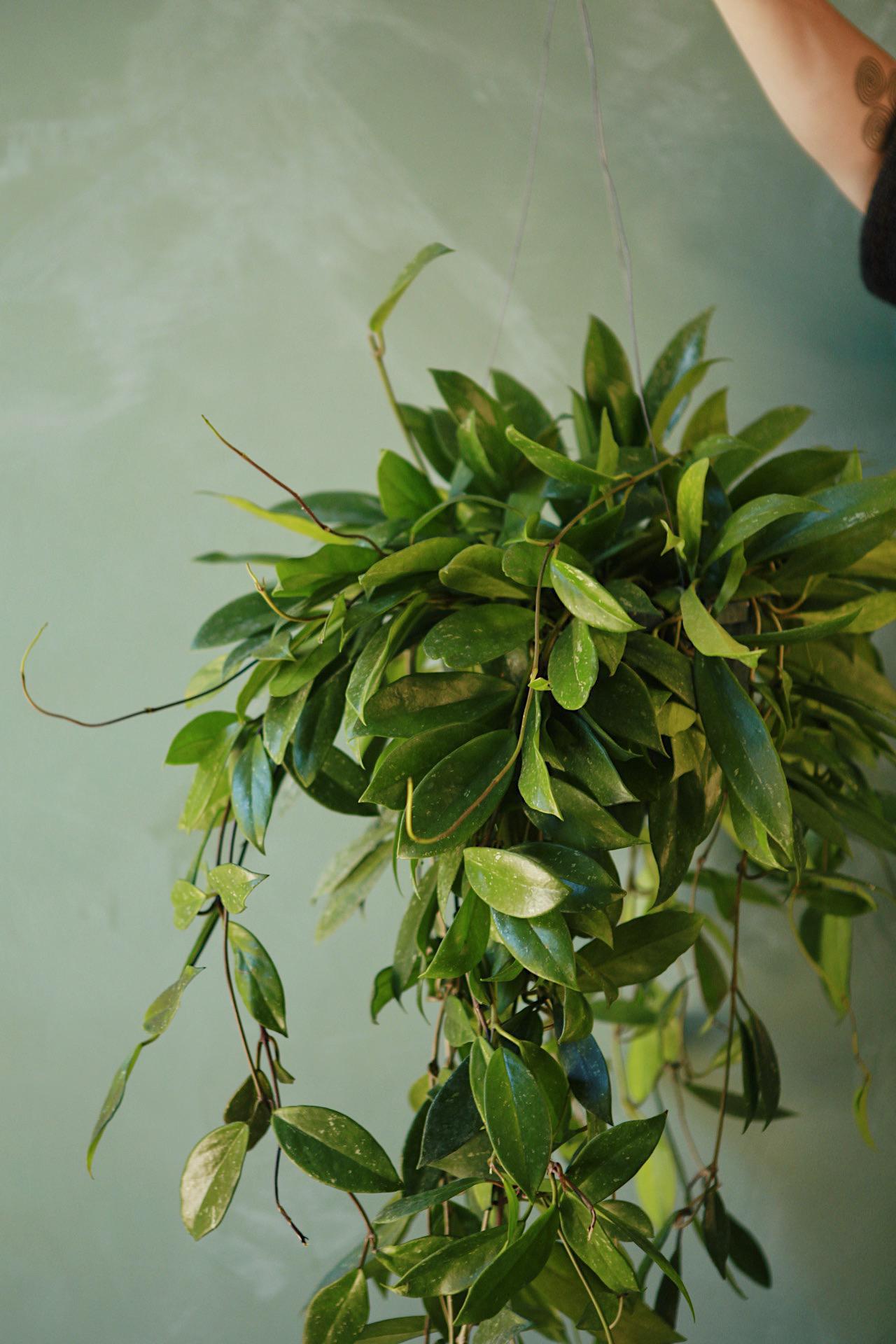 Hoya pubicalyx