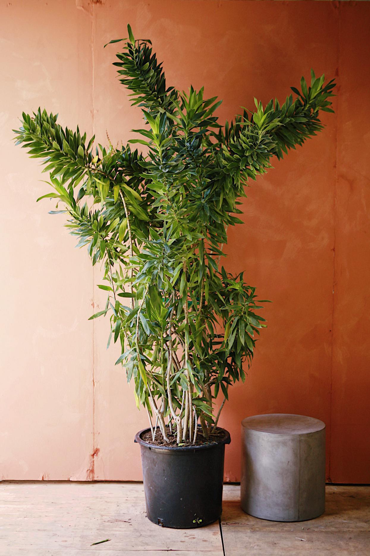 Dracaena Reflexa