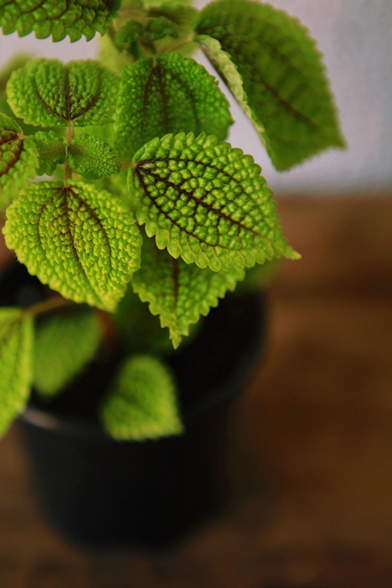 Pilea 'Moon Valley'