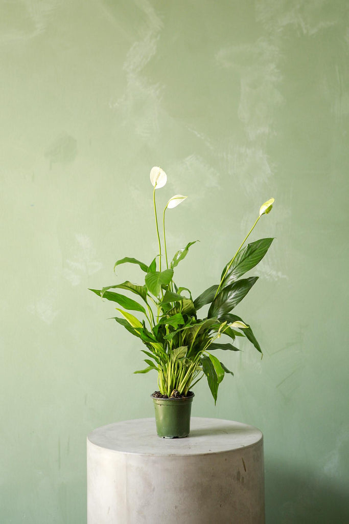 Peace Lily