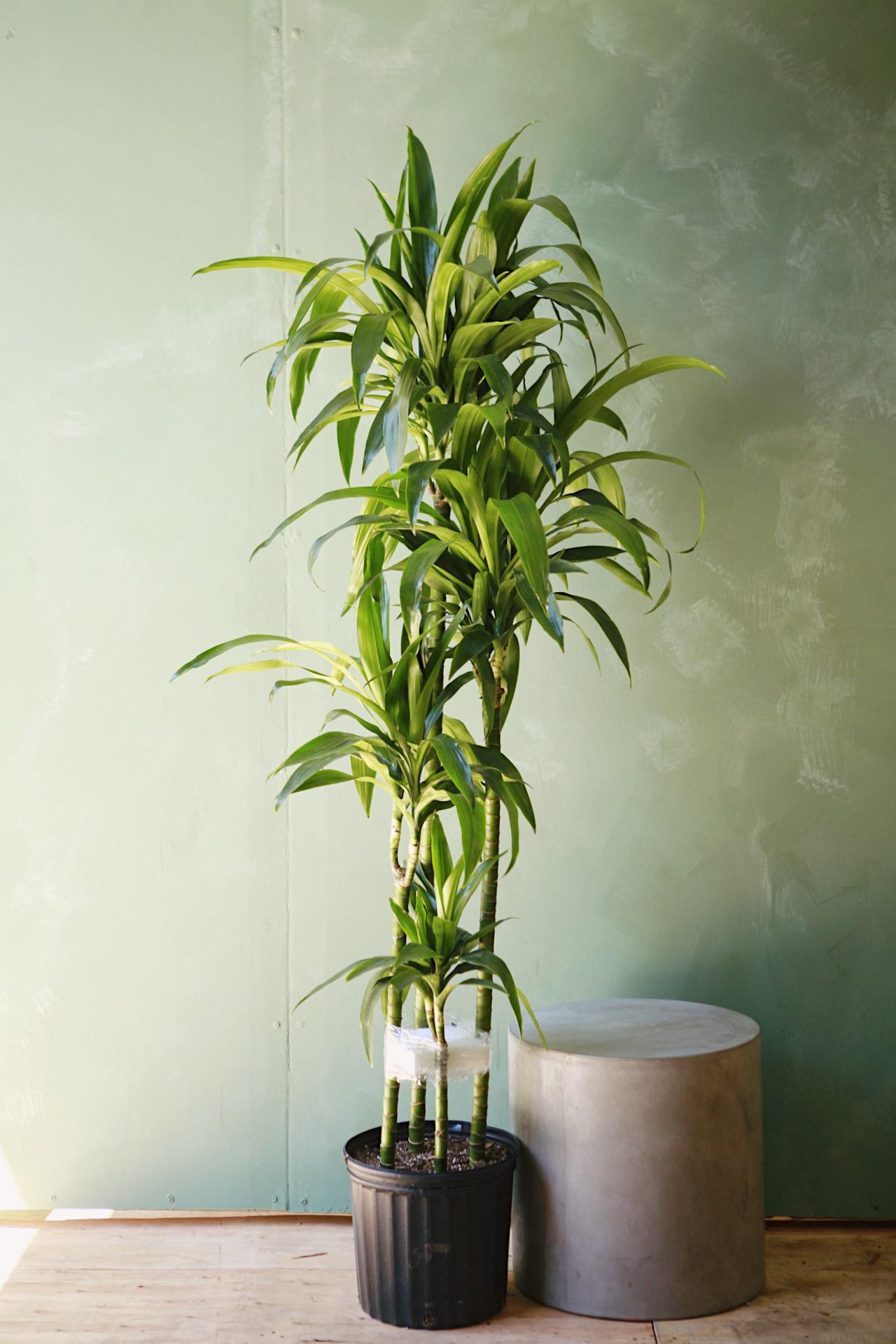Dracaena Elegance