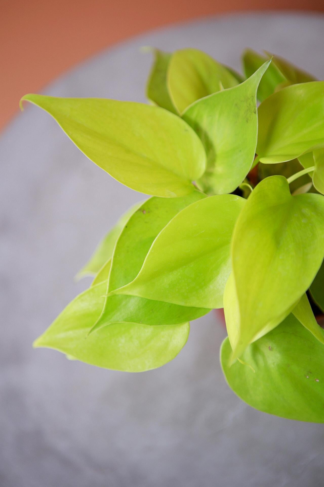 Philodendron 'Lemon Lime'