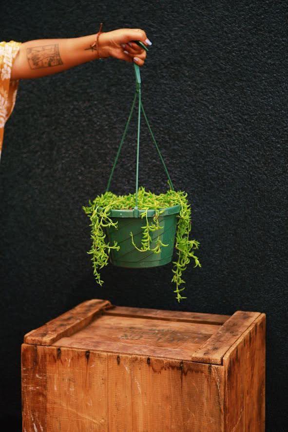 String of Bananas