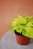 Neon Pothos
