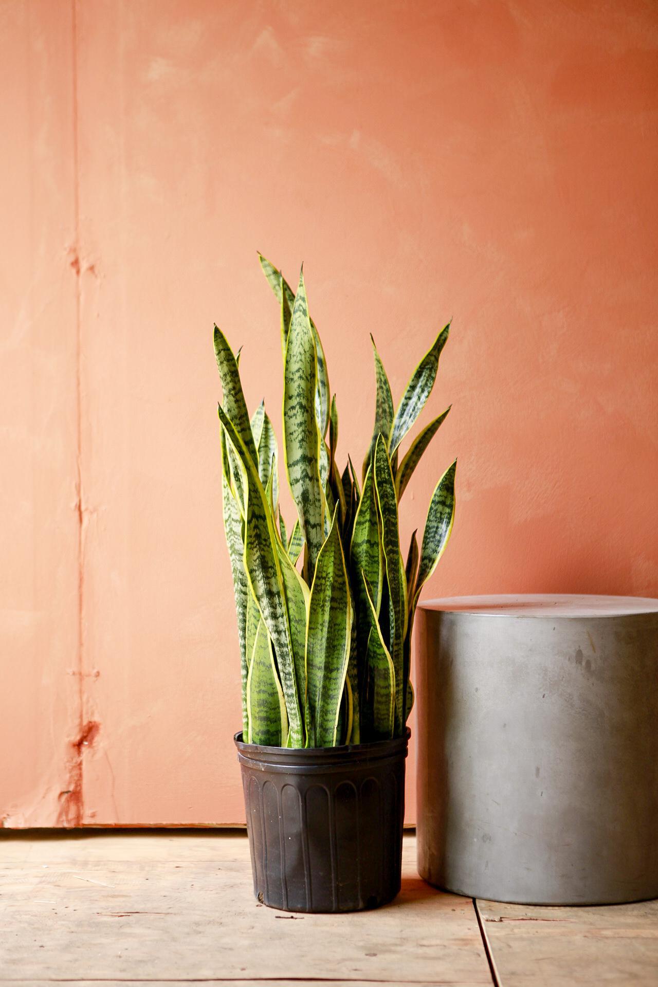 Snake Plant 'Laurentii'