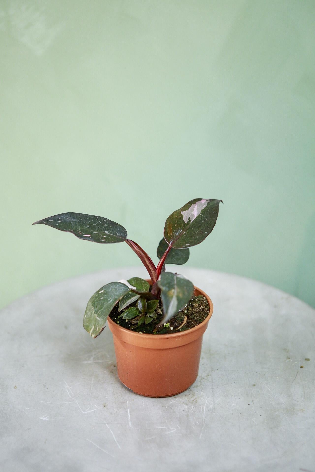 Philodendron 'Pink Princess'