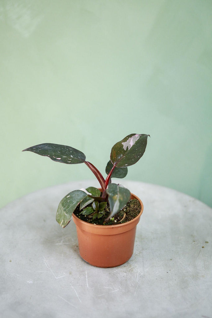 Philodendron 'Pink Princess'