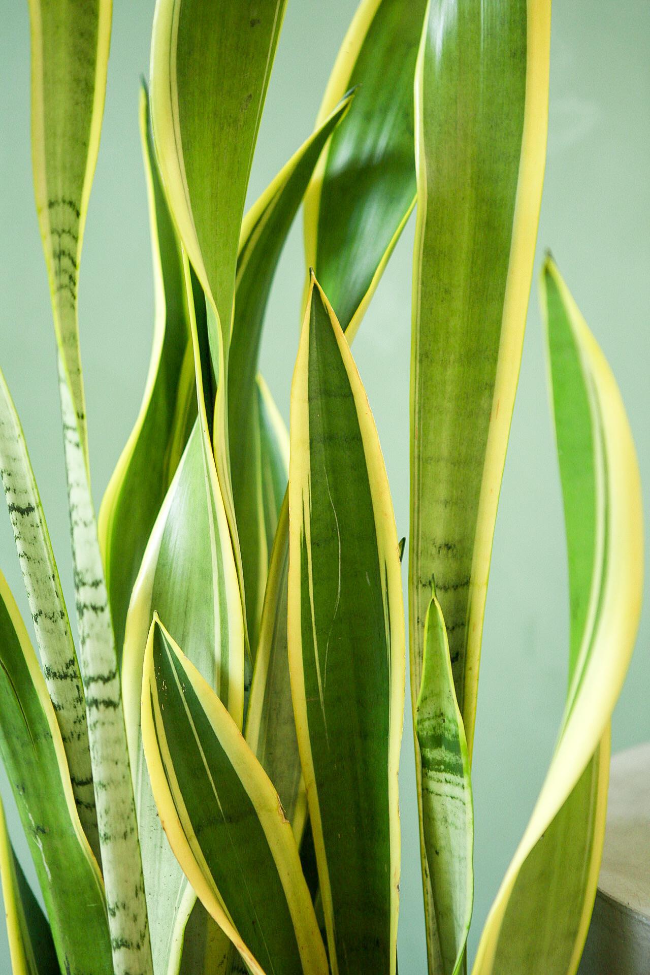 Snake Plant 'Silver Laurentii'