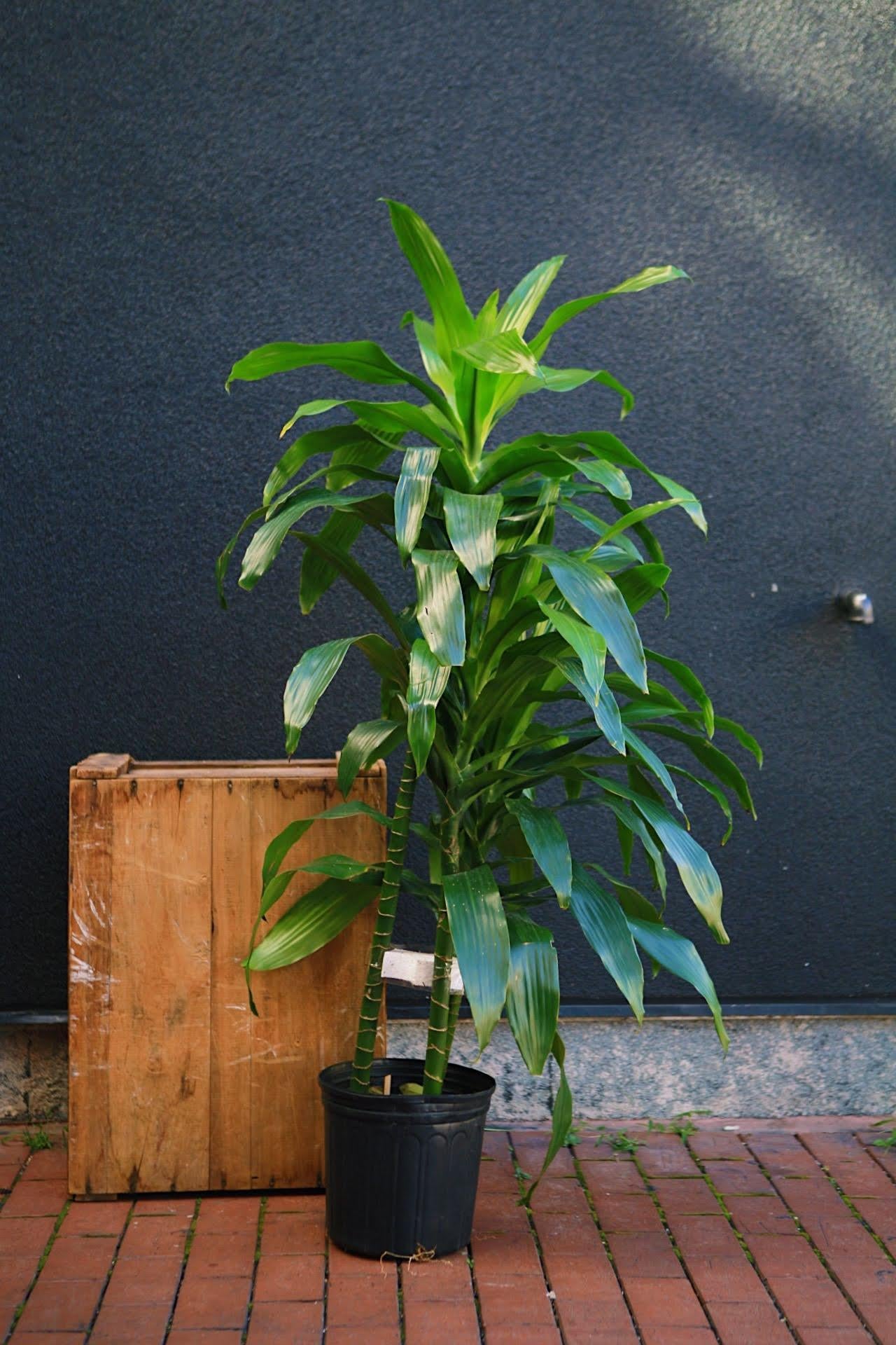 Dracaena 'Janet Craig'