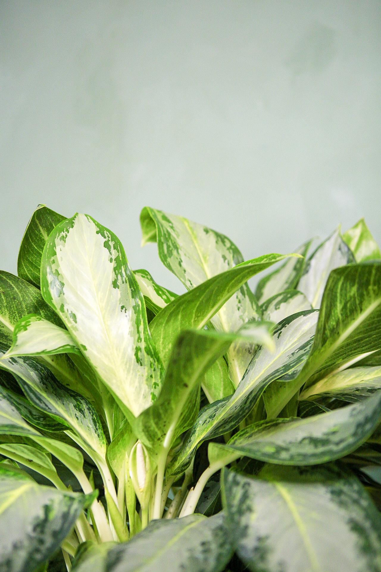 Aglaonema 'Golden Bay'