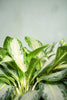 Aglaonema 'Golden Bay'