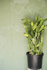 Prickly Pear Cactus