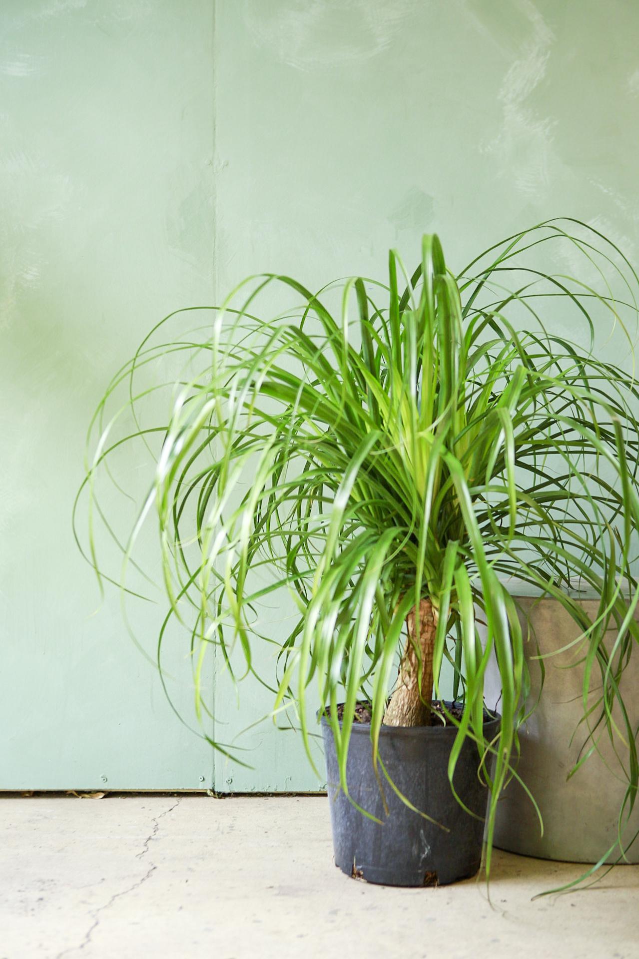 Ponytail Palm