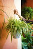 Spider Plant