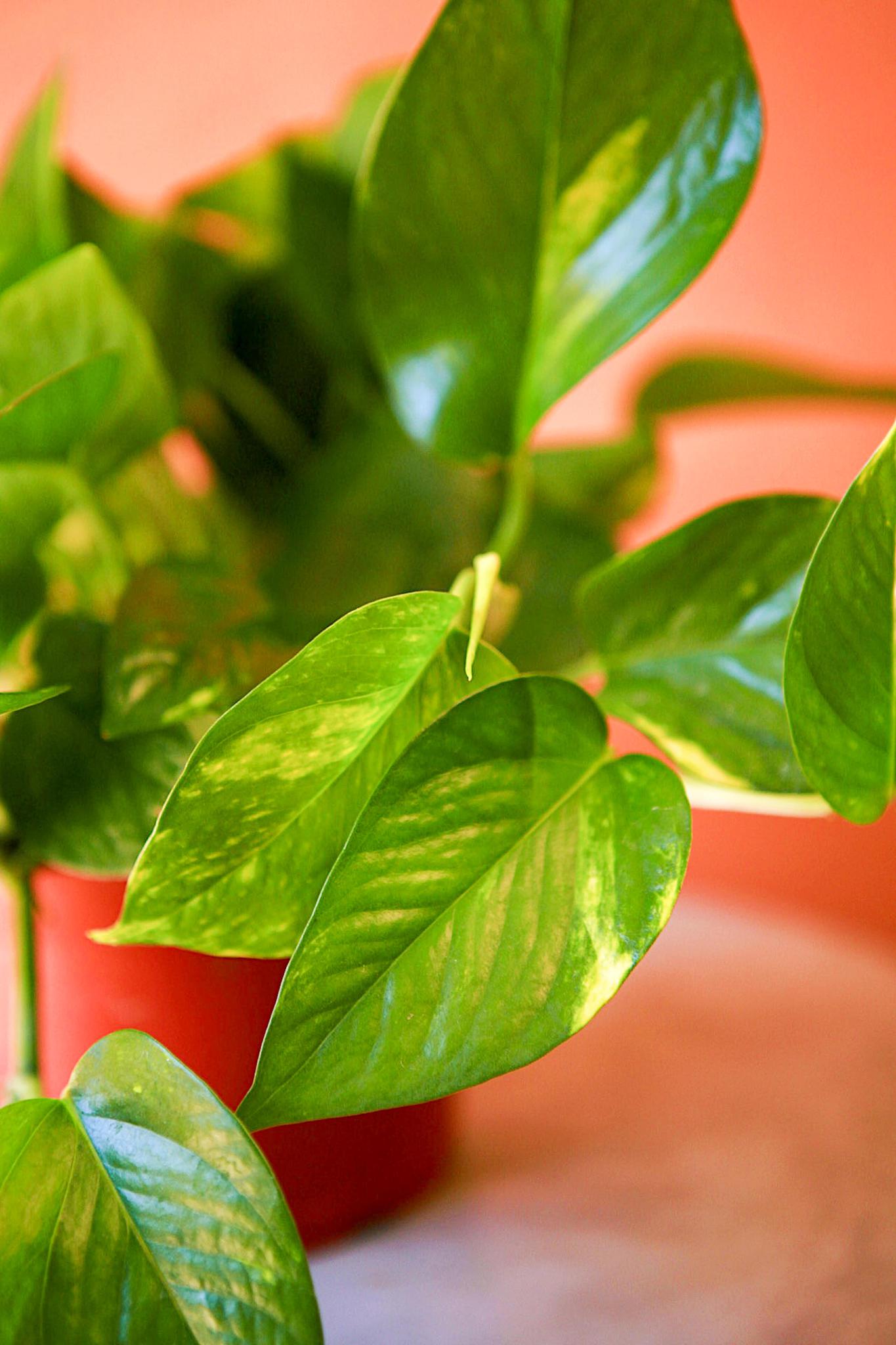 Golden Pothos