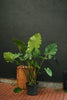 Alocasia 'Tyrion'
