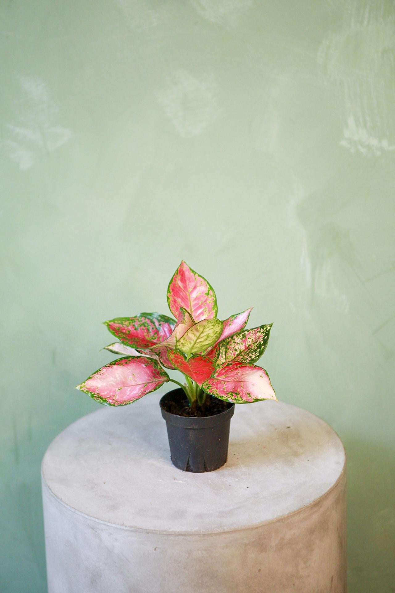 Aglaonema 'Red Valentine'