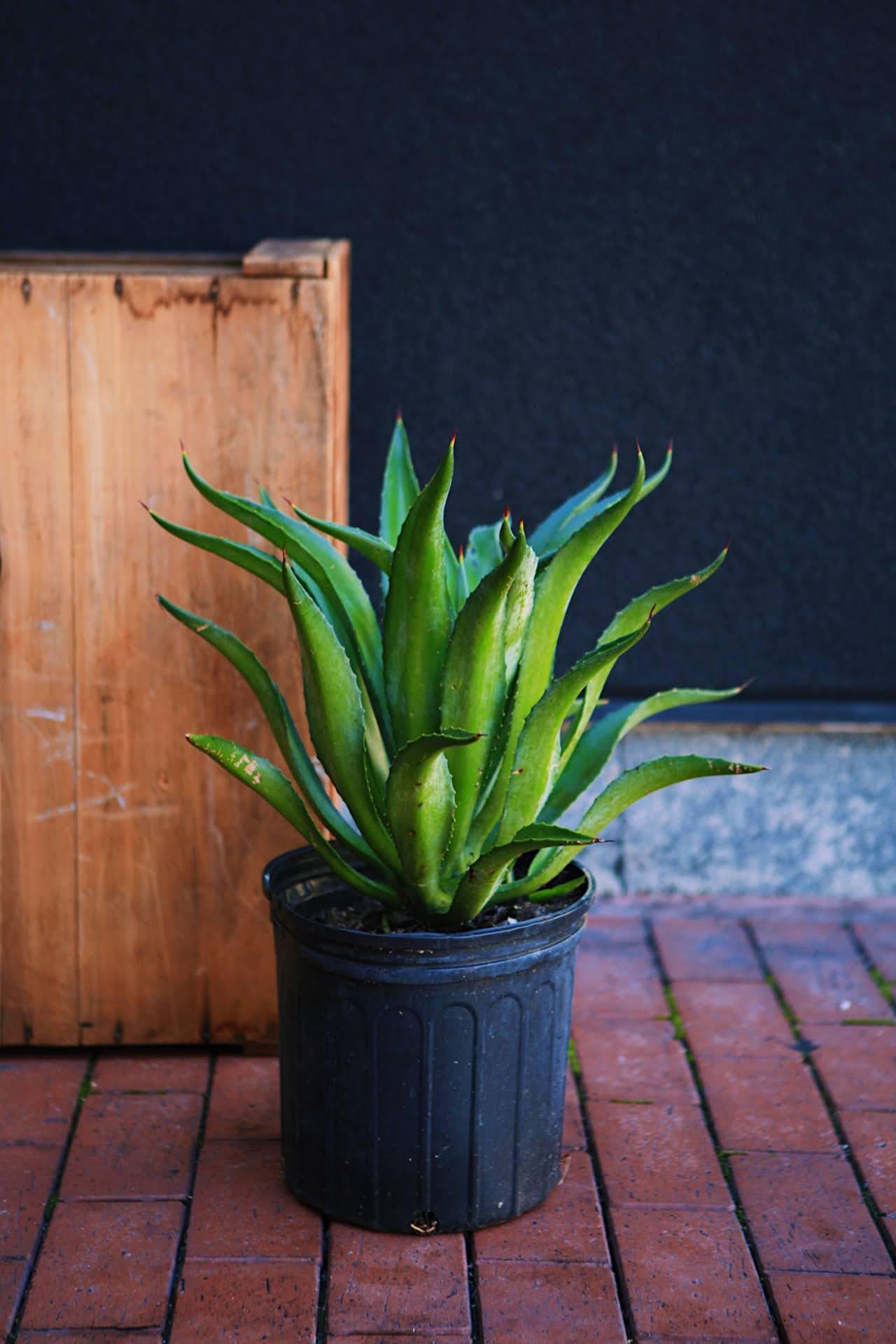 Century Plant