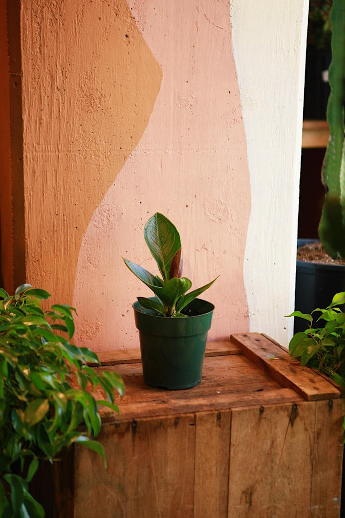 Anthurium 'Cobra'