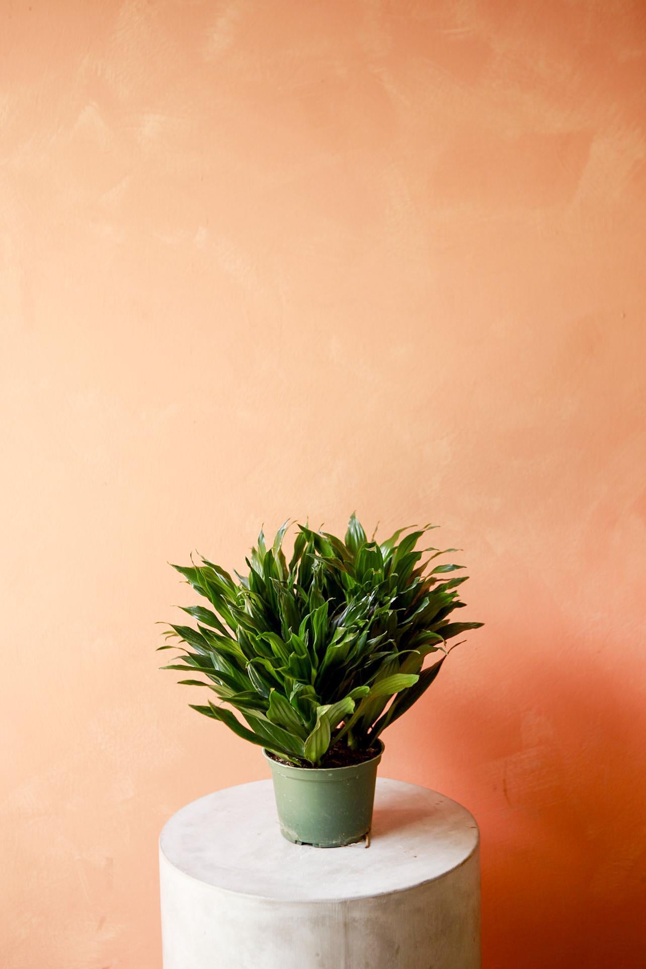 Dracaena 'Janet Craig'