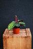 Rose Painted Calathea