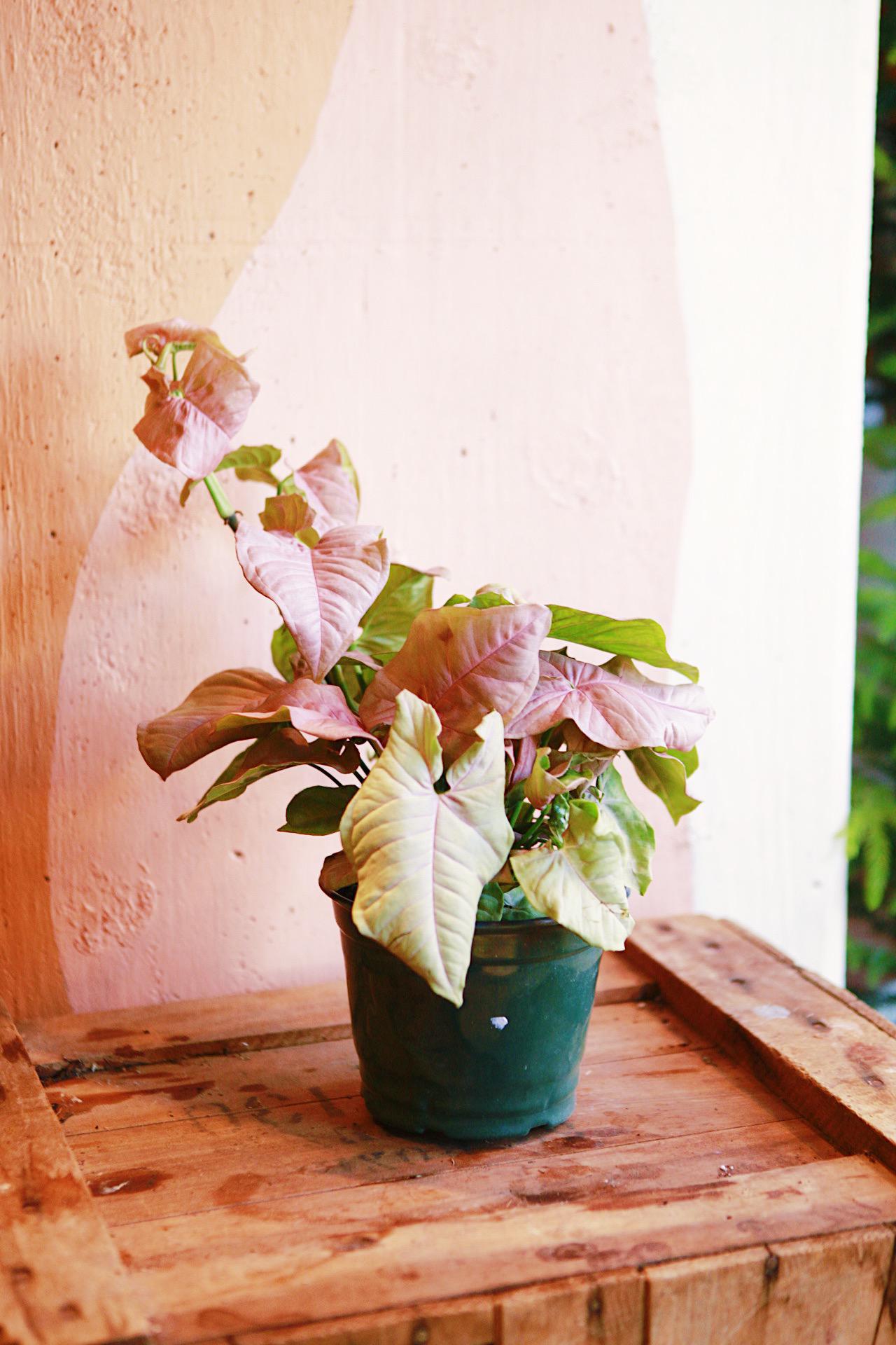Syngonium 'Neon Pink'