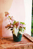 Syngonium 'Neon Pink'