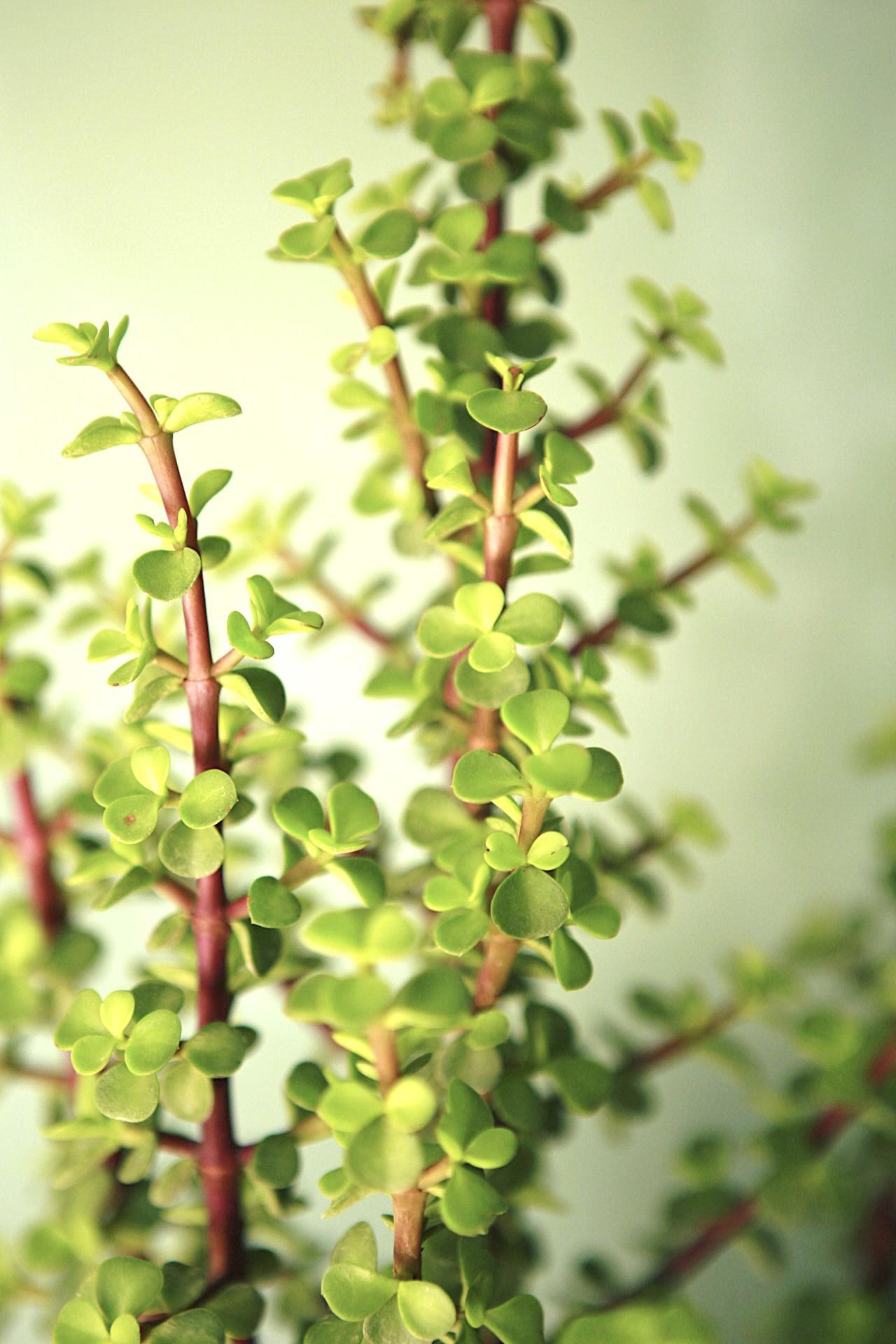 Elephant Bush