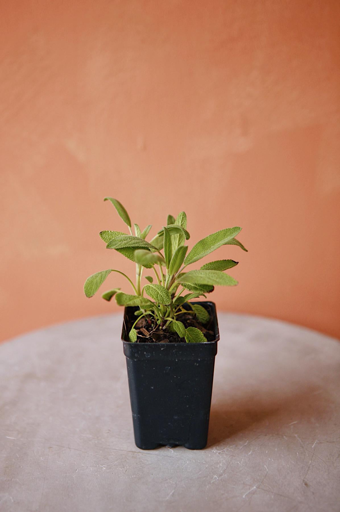 HERBS FOR CITY BLOSSOMS